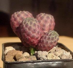 Sulcorebutia_rauschii_cv-violacidermis